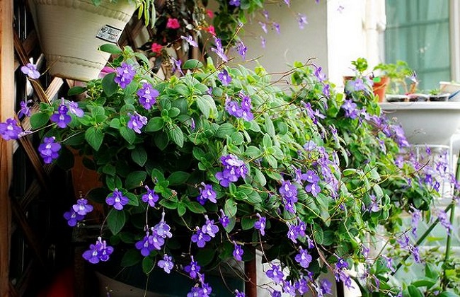 海豚花的养殖办法