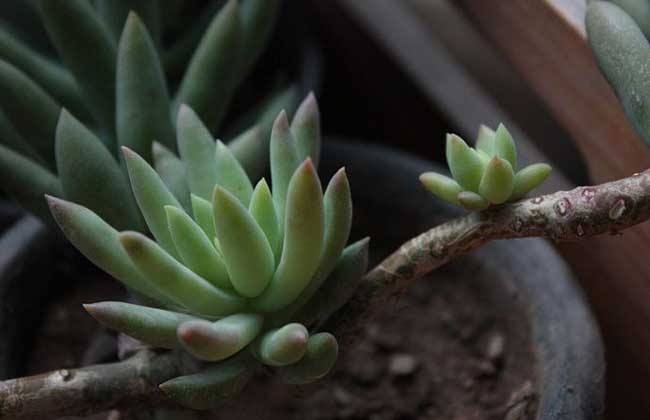 千佛手叶子皱了解决办法