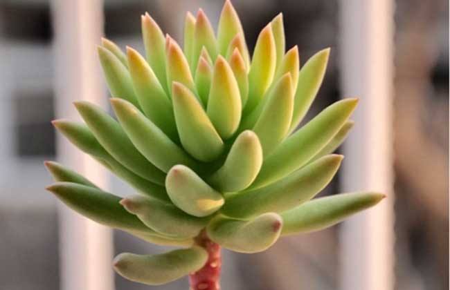 千佛手叶子皱了解决办法