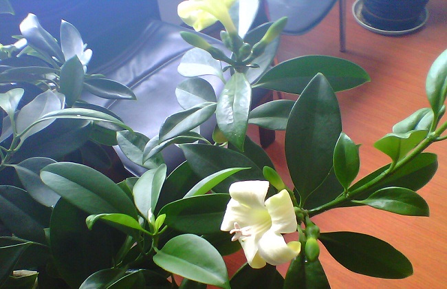 非洲茉莉的养殖办法和注意些什么