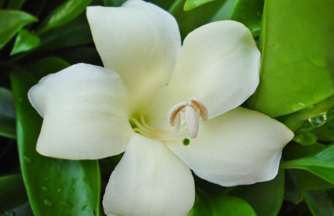 非洲茉莉的养殖办法和注意些什么