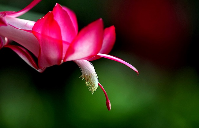 蟹爪兰冬天怎么养