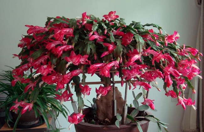 蟹爪兰冬天怎么养