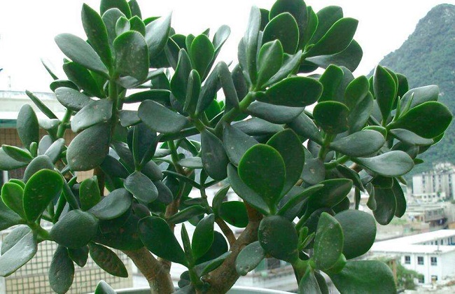 燕子掌有沒有毒