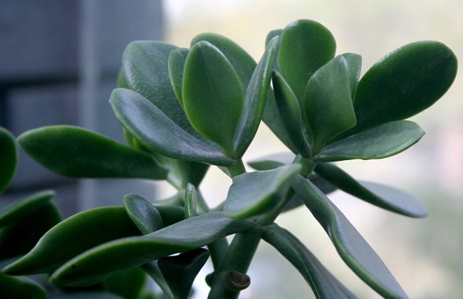 燕子掌有沒有毒