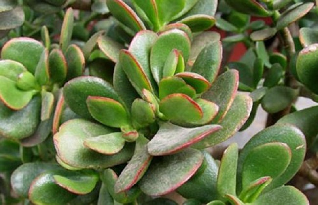 燕子掌有沒有毒