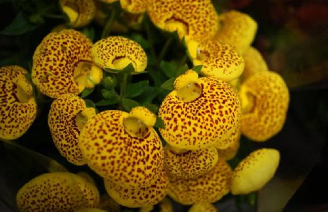 荷包花的养殖办法