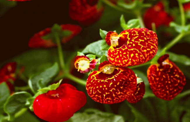 荷包花的养殖办法