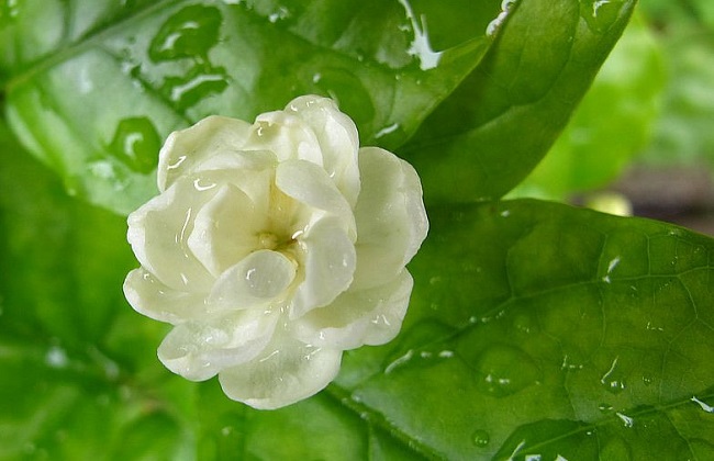 茉莉冬季养护办法