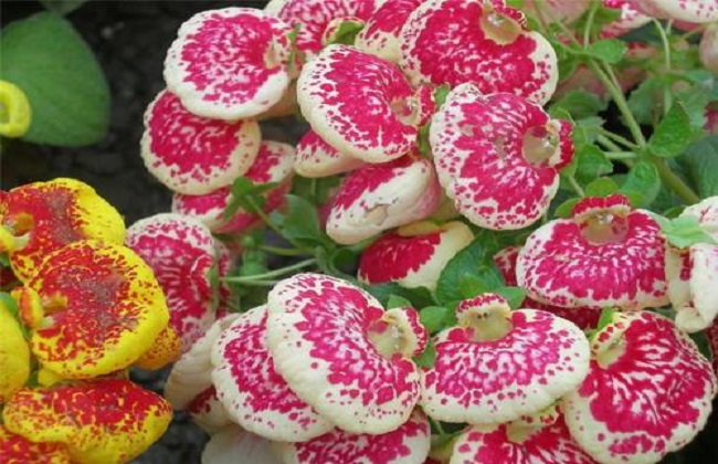 荷包花的养殖办法