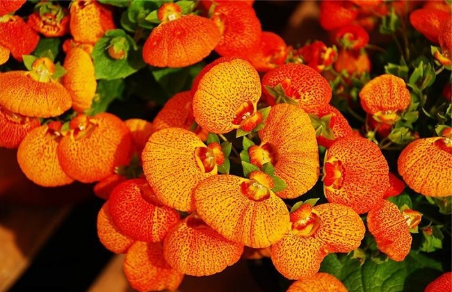 荷包花的养殖办法