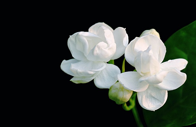 茉莉冬季养护办法