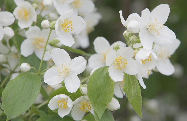 茉莉冬季养护办法