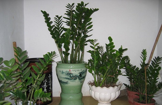 金钱树冬季养殖办法