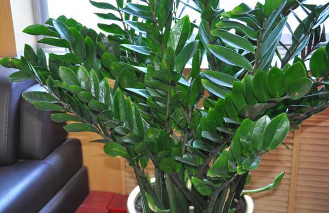 金钱树冬季养殖办法