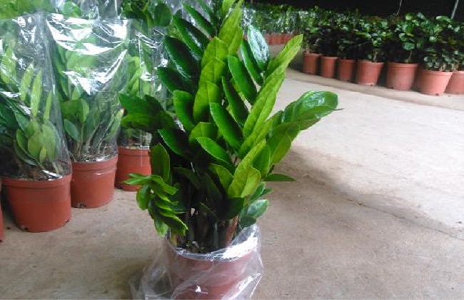 金钱树冬季养殖办法