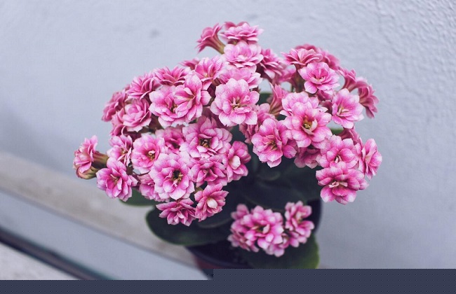 长寿花冬天会冻死吗