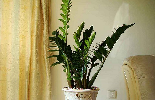 金钱树冬季养殖办法