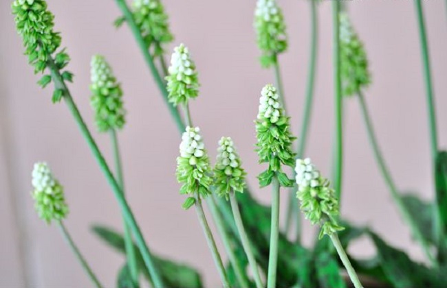 油点百合怎么养