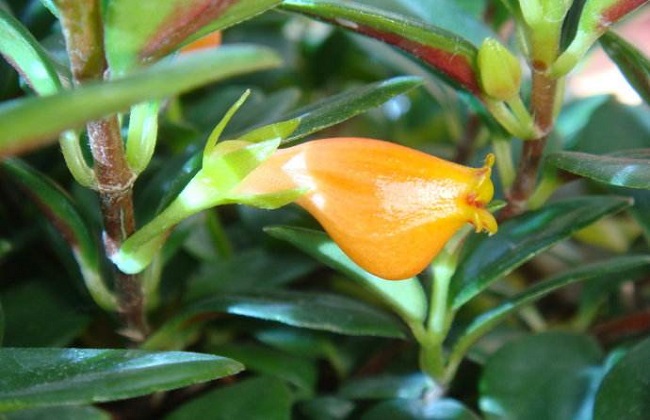 金鱼吊兰冬天怎么养