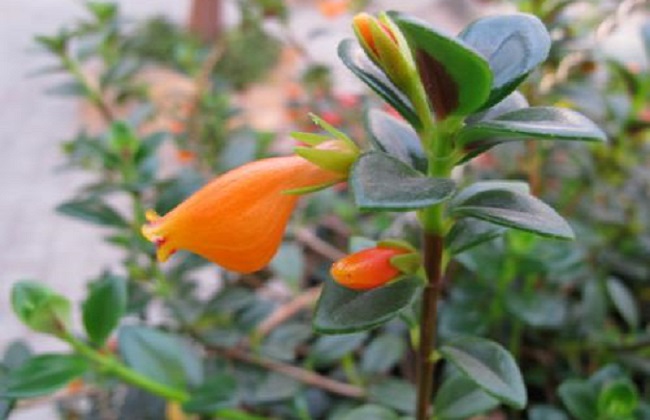 金鱼吊兰冬天怎么养