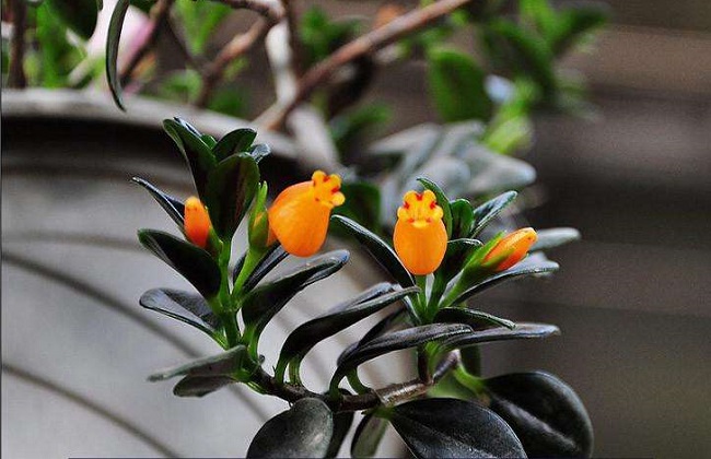 金鱼吊兰冬天怎么养