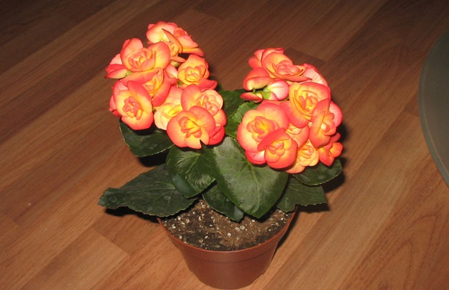 丽格海棠怎么摘心