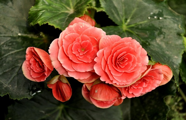 丽格海棠的养殖办法