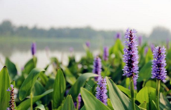 在力花与梭鱼草的区别