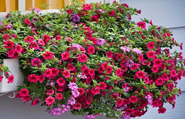 百万小铃养殖办法和注意些什么