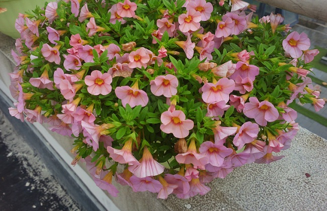 百万小铃养殖办法和注意些什么