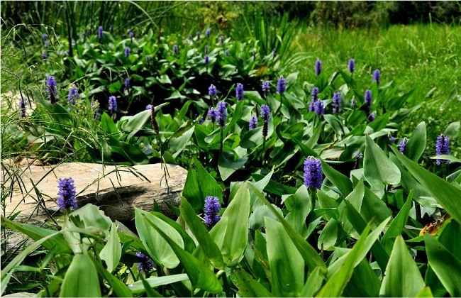 在力花与梭鱼草的区别
