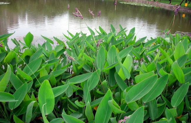 在力花与梭鱼草的区别