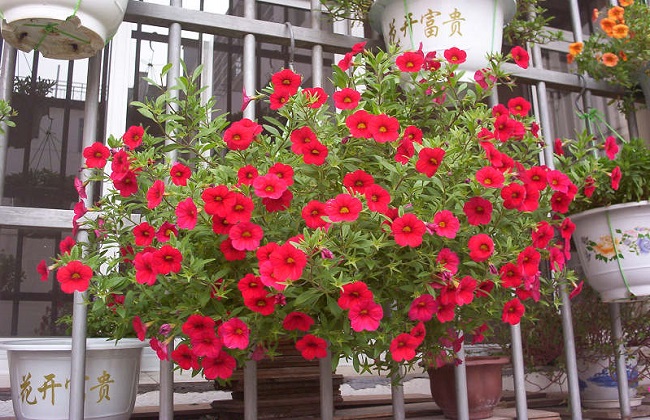 百万小铃养殖办法和注意些什么