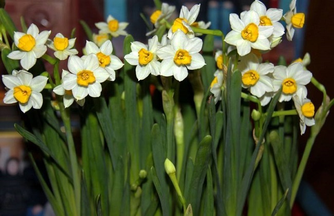 冬季水仙花的养殖办法