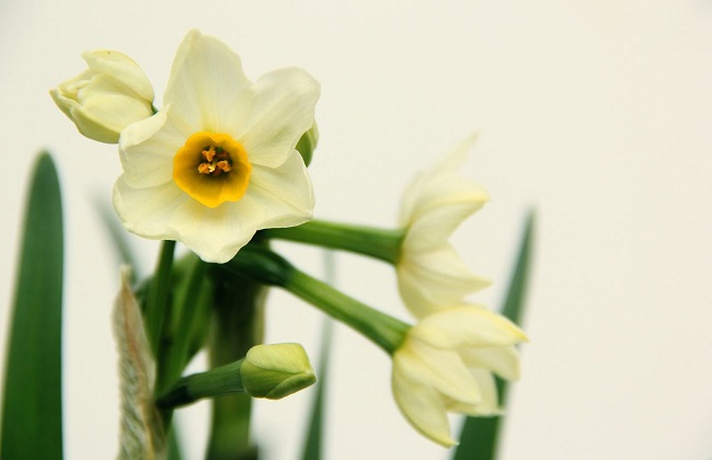冬季水仙花的养殖办法