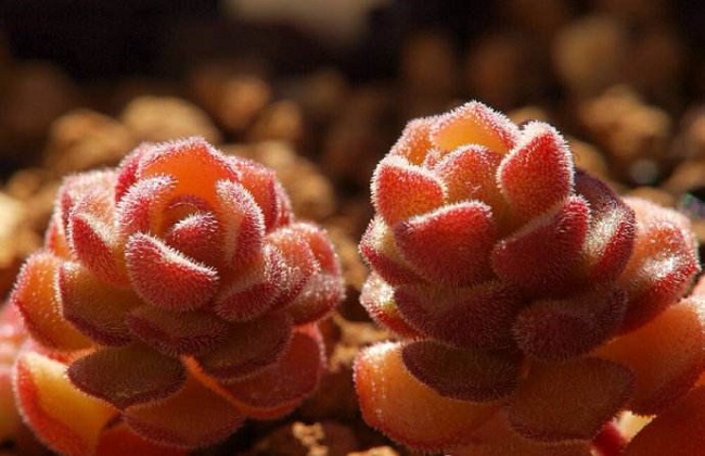 春之奇迹徒长解决办法