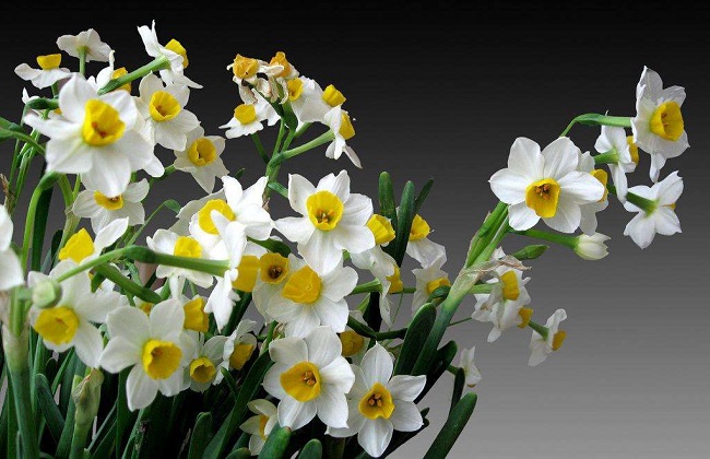 冬季水仙花的养殖办法