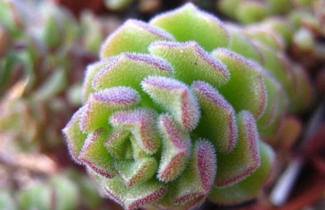 春之奇迹徒长解决办法