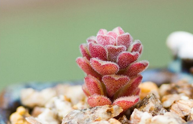 春之奇迹徒长解决办法