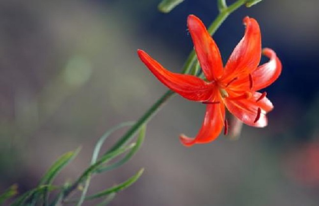 山丹丹花的养殖办法和注意些什么