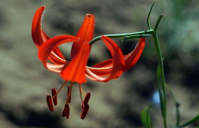 山丹丹花的养殖办法和注意些什么