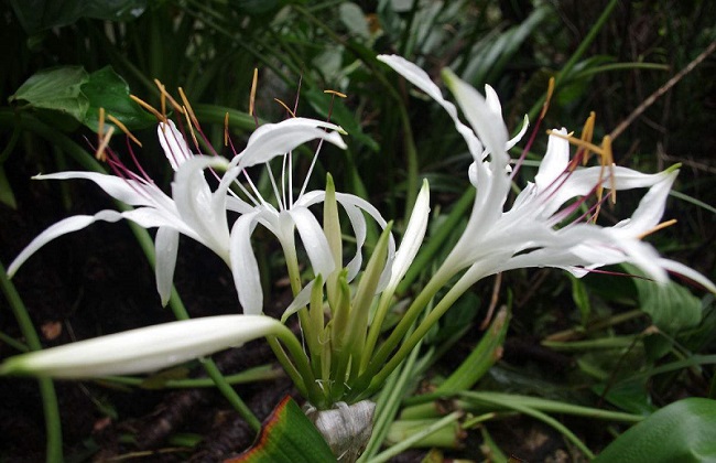 文殊兰和水鬼蕉的区别