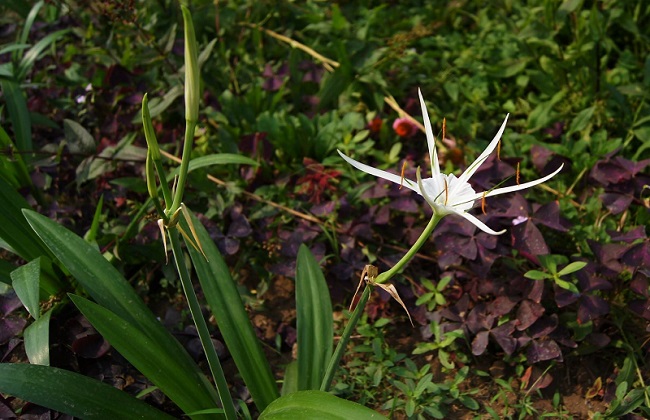 文殊兰和水鬼蕉的区别