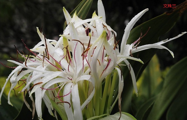 文殊兰和水鬼蕉的区别