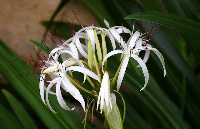 文殊兰和水鬼蕉的区别