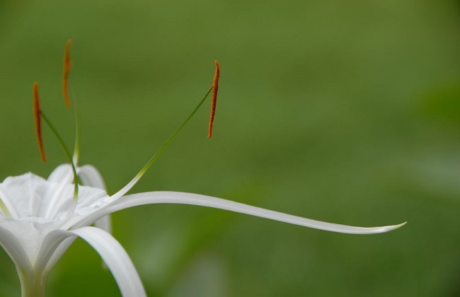 文殊兰和水鬼蕉的区别
