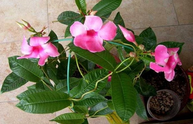 飘香藤的养殖办法和注意些什么