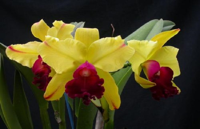 卡特兰的养殖办法