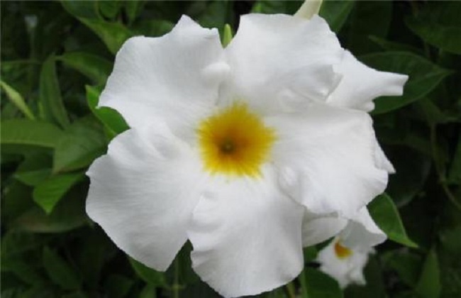 飘香藤的养殖办法和注意些什么